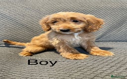 Cockapoo dogs for sale: Cockapoo Puppies F1  - Image 10
