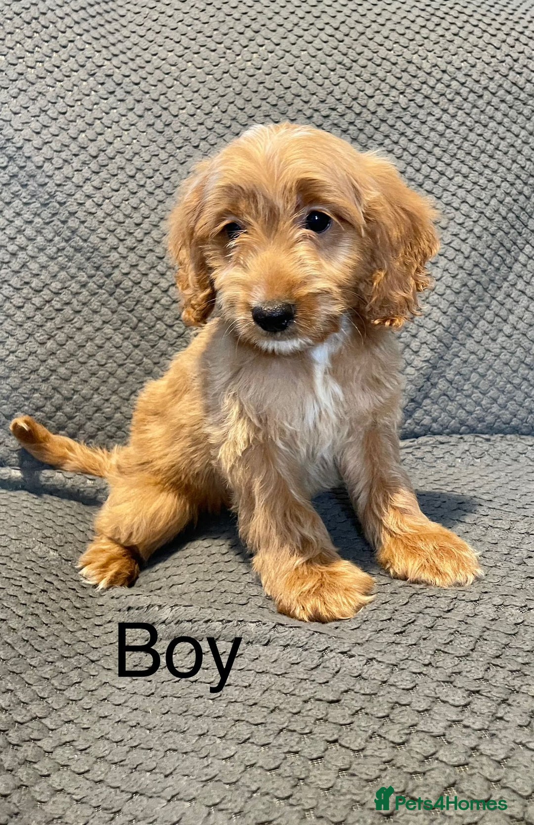 Cockapoo dogs for sale: Cockapoo Puppies F1  - Image 10