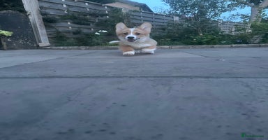 Welsh Corgi Pembroke dogs in Stalybridge - Advert 3