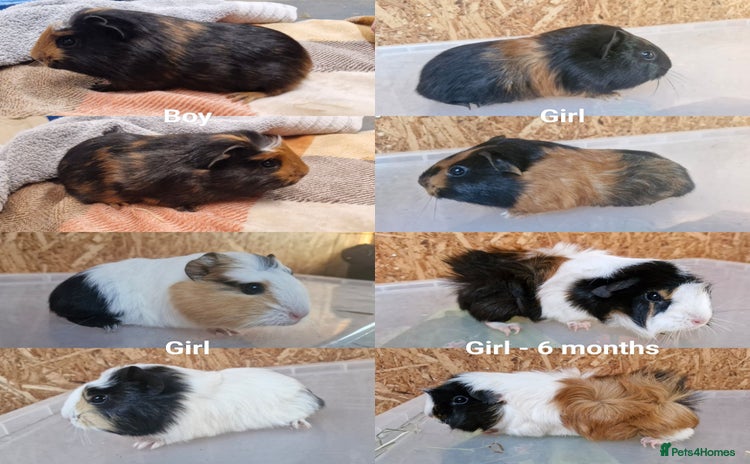 Guinea Pig rodents - Advert 1