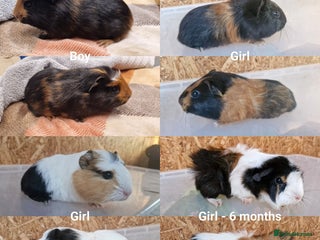 Guinea Pig rodents - Advert 25