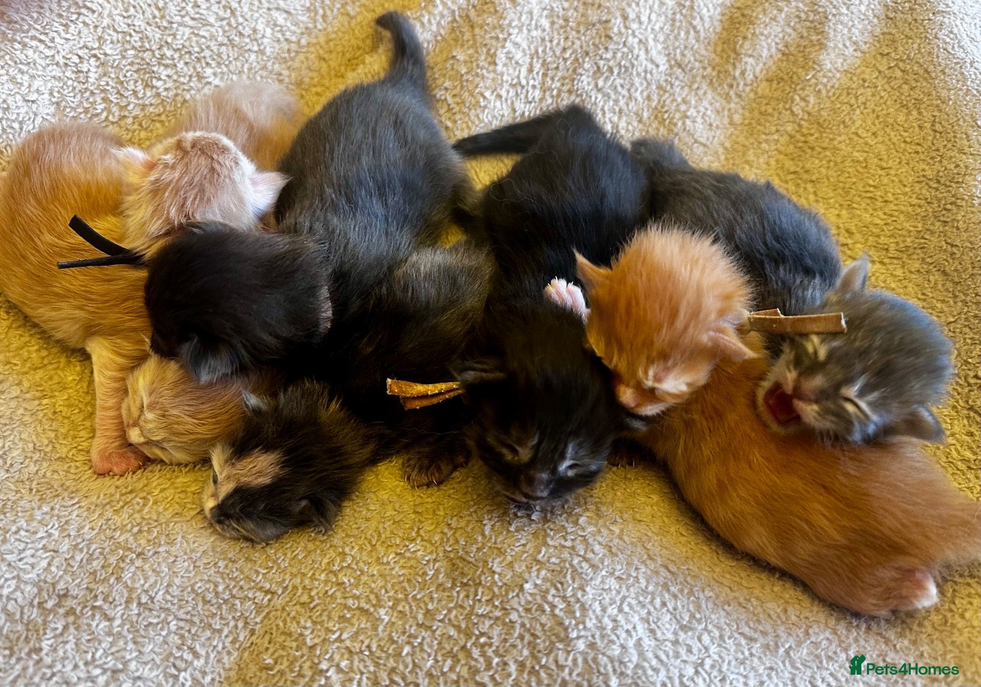 Maine Coon cats for sale: Champion GCCF Maine Coon kittens  - Advert 1