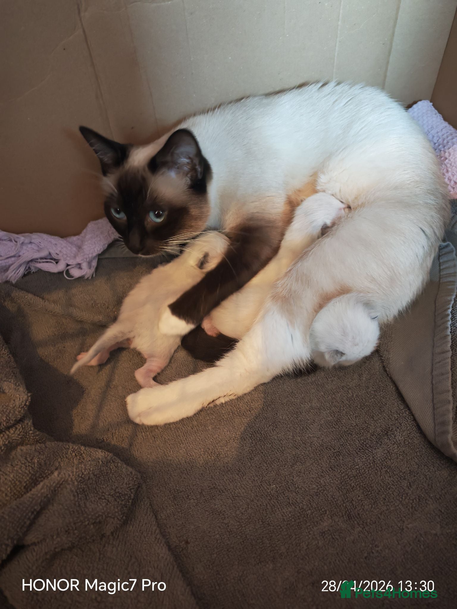 Mixed Breed cats Ragdoll x persian - Advert 13