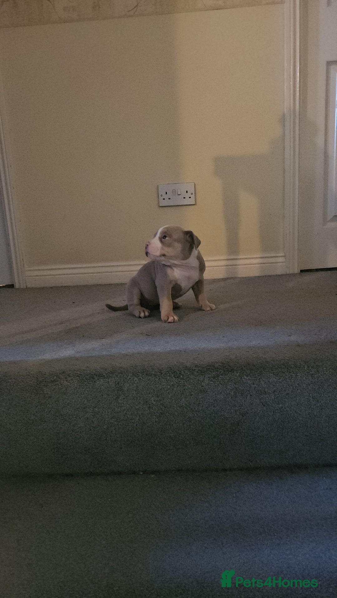 American Bully dogs for sale: 3 Females all Tri  - Advert 9