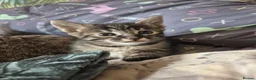 Savannah cats for sale: F3 savannah kittens - Advert 23
