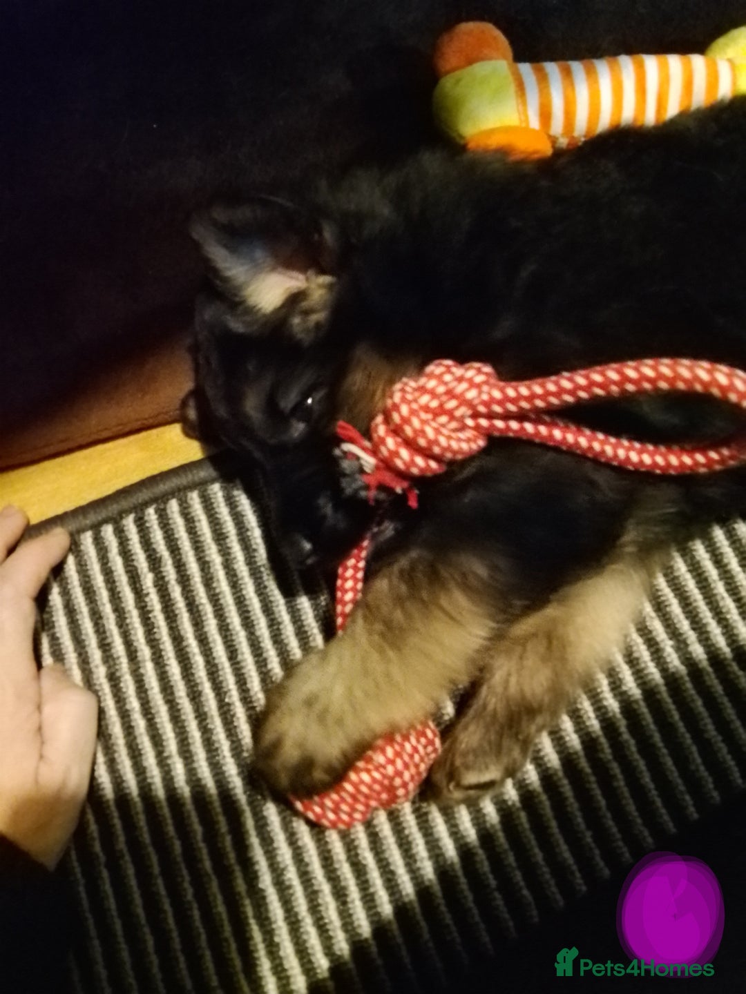 German Shepherd dogs for sale: German Shepherd Puppy's  - Advert 4