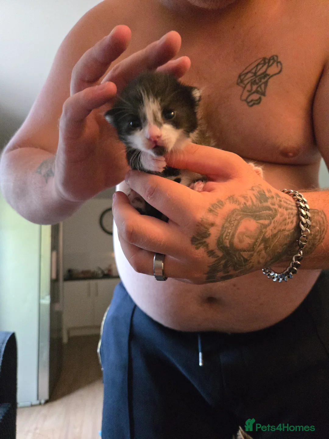 Mixed Breed cats for sale: Black and white moggy kitten - Advert 2