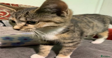 Mixed Breed cats - Advert 12