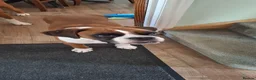 Boxer dogs for sale: Kc reg boxer puppies forsale - Advert 16