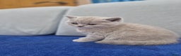 Scottish Fold cats for sale: Scottish fold, straight girls, boys, lilac blue  - Advert 8