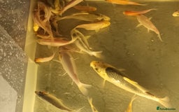 Koi Carp fish for sale: Koi for sale - Advert 3