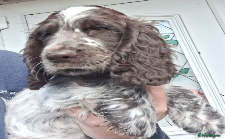 Cocker Spaniel dogs - Advert 12