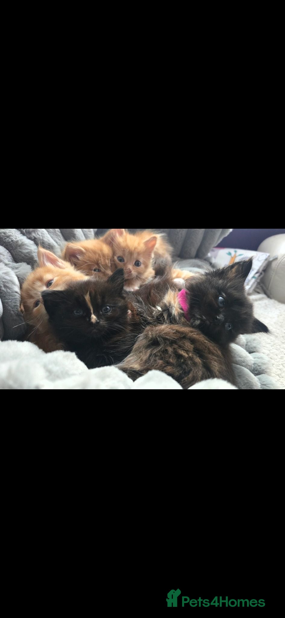 Maine Coon cats Main Coon  - Advert 4