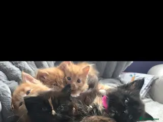 Maine Coon cats Main Coon - Advert 4