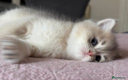 British Shorthair cats for sale: Ready now golden BSH - Image 25