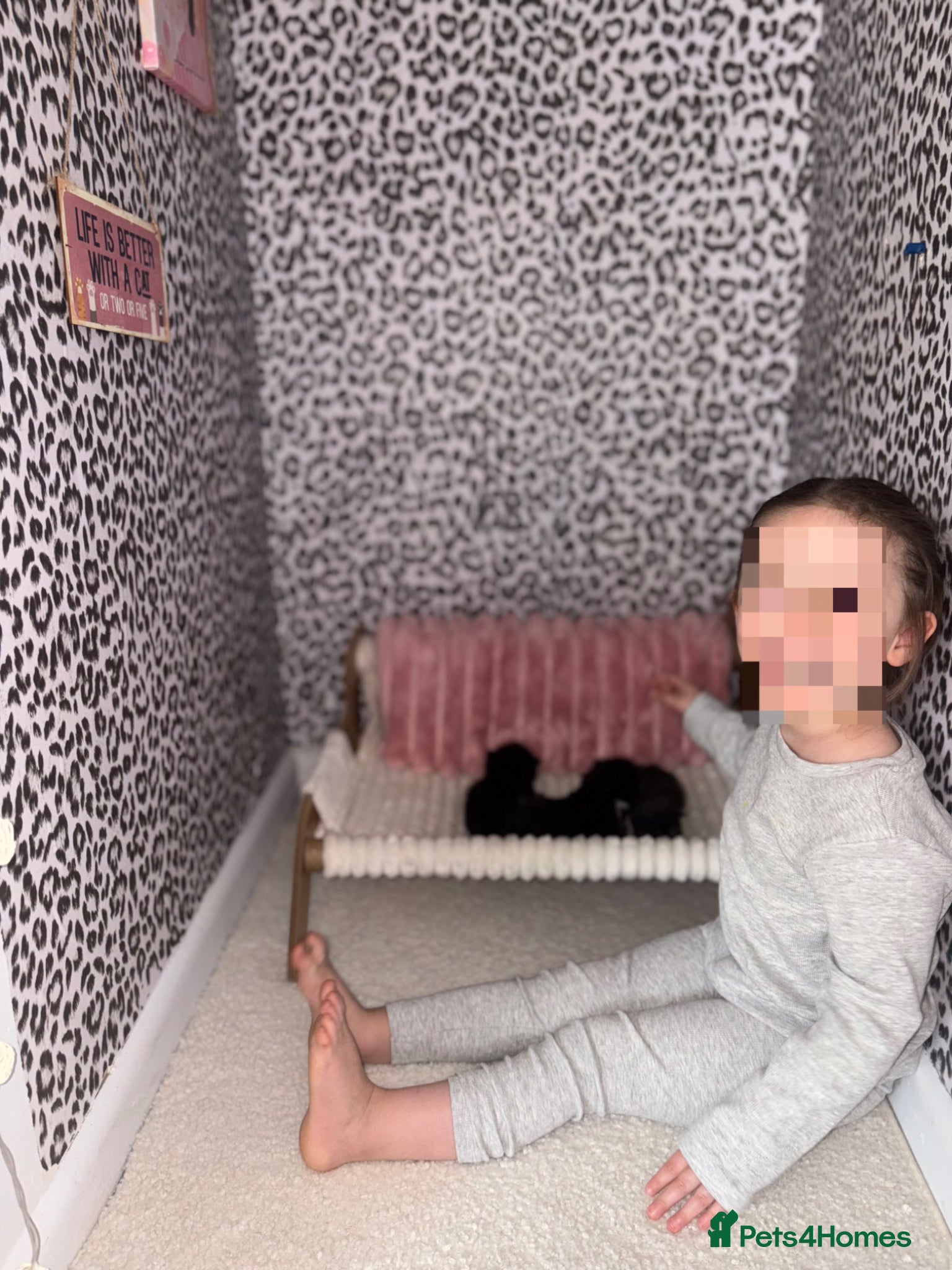 Mixed Breed cats Mixed breed kittens  - Advert 1