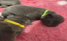 Staffordshire Bull Terrier dogs for sale: BEAUTIFUL BLUE STAFFY PUPPYS FOR SALE!!! - Image 2