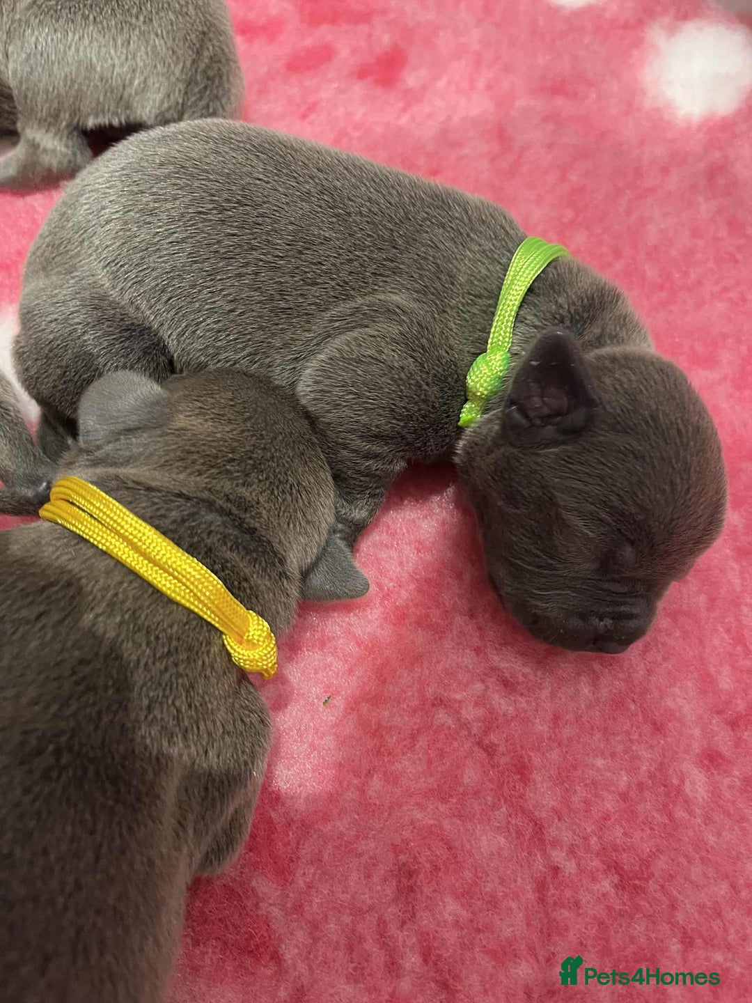 Staffordshire Bull Terrier dogs for sale: BEAUTIFUL BLUE STAFFY PUPPYS FOR SALE!!! - Image 2