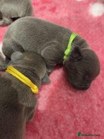 Staffordshire Bull Terrier dogs - Advert 3