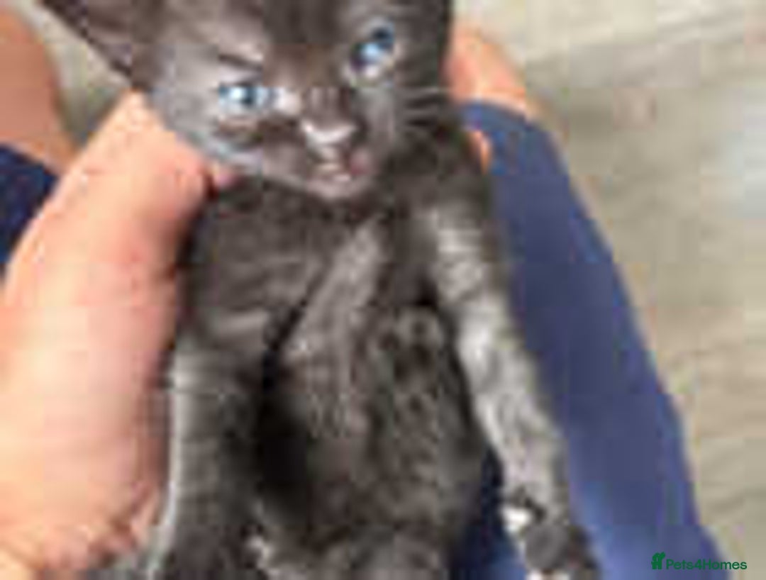 Turkish Van cats for sale: Black and white kittens last boy left  - Image 16