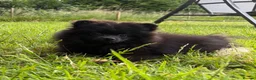 Pomeranian dogs for sale:  Teddy Bear Pomeranian Puppies - Advert 7