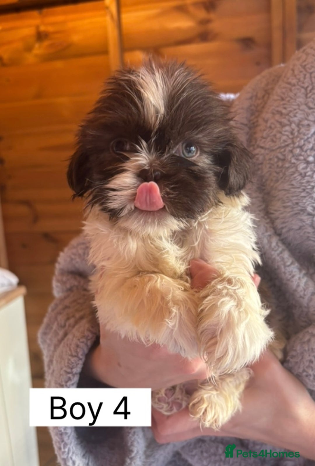 Shih Tzu dogs for sale: Four shih tzu boy puppy’s for sale. - Image 13