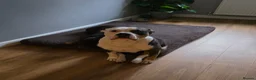 American Bully dogs for sale: Male American bully in Plymouth - Advert 2
