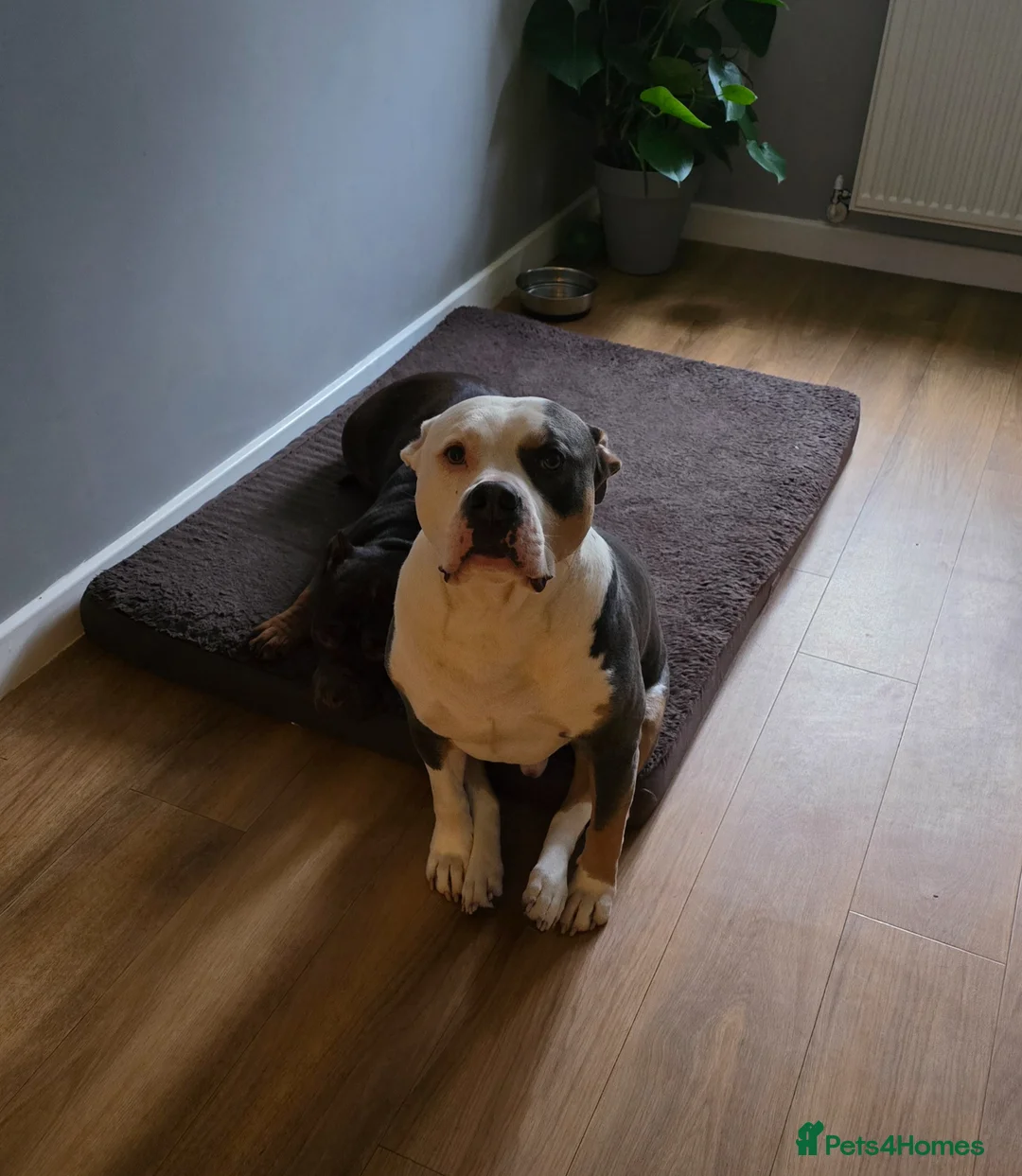American Bully dogs for sale: Male American bully in Plymouth - Advert 2