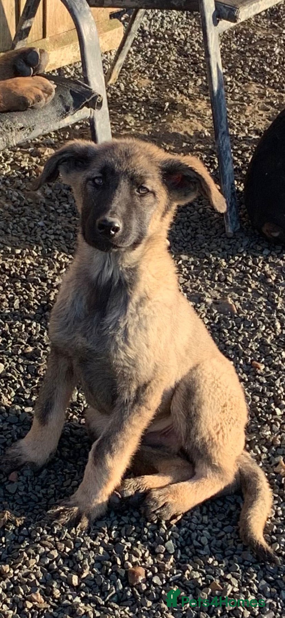 Mixed Breed dogs for sale: German shepherd x caucasian shepherd puppies - Advert 4