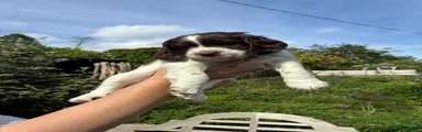 Sprocker Puppy Patch