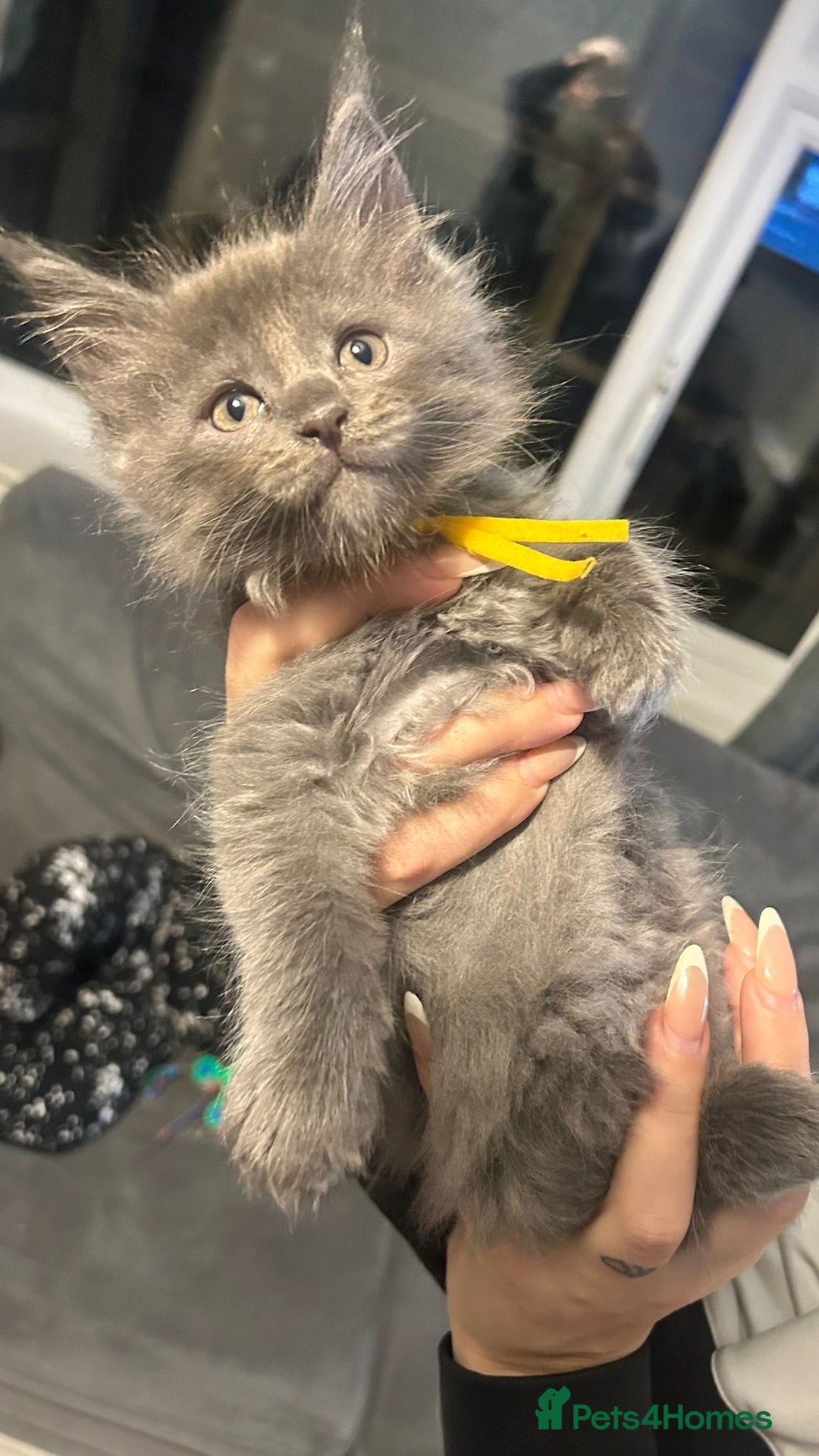 Maine Coon cats for sale: Mainecoon kittens  - Advert 5