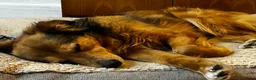 Mixed Breed dogs for adoption: Solo 💙🐾 in Worcester Park - Advert 3