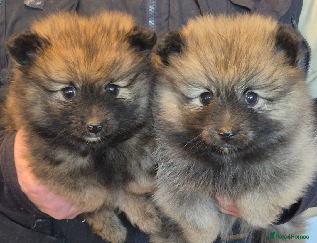 Pomeranian dogs for sale: Beautiful little pomeranians - Advert 3