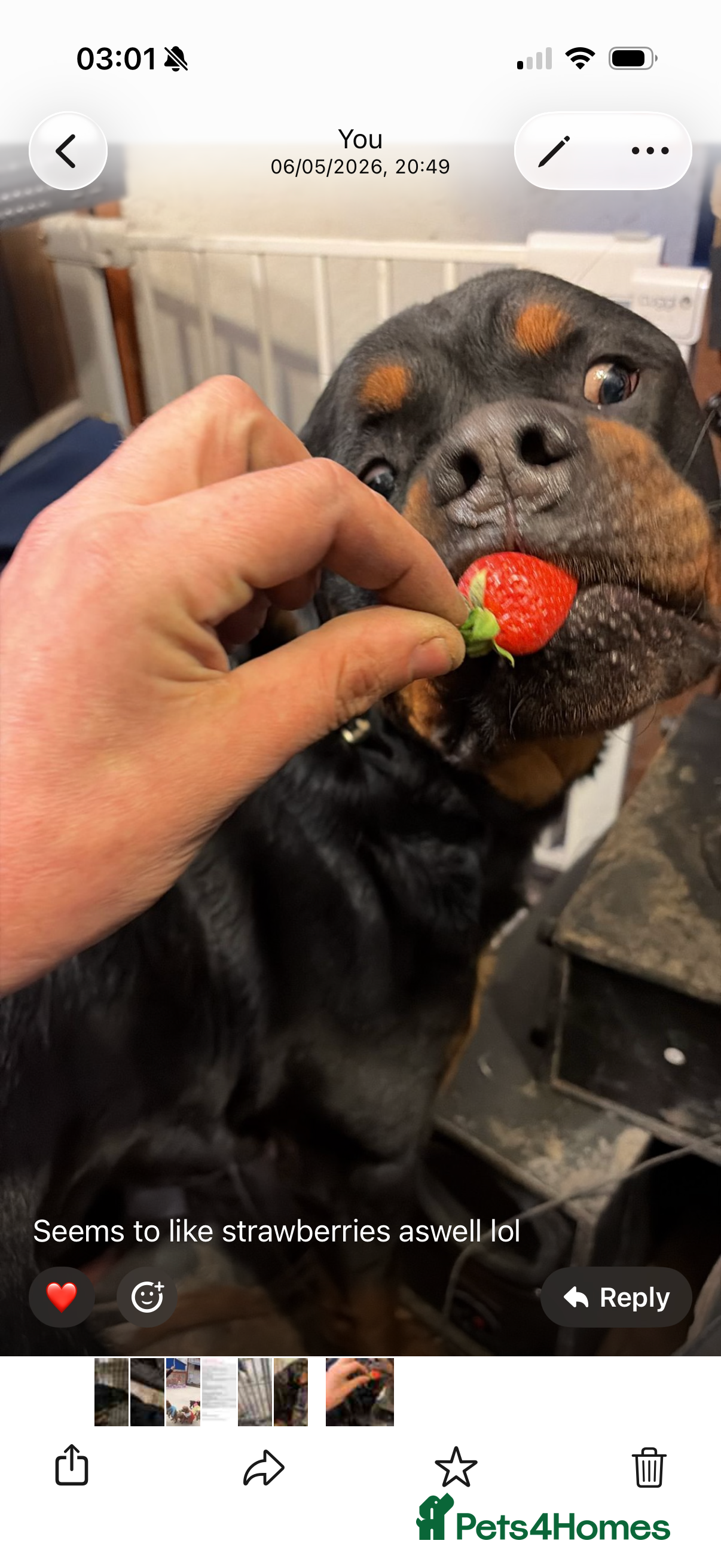Rottweiler dogs Stunning Kc rottweiller boy  - Advert 10