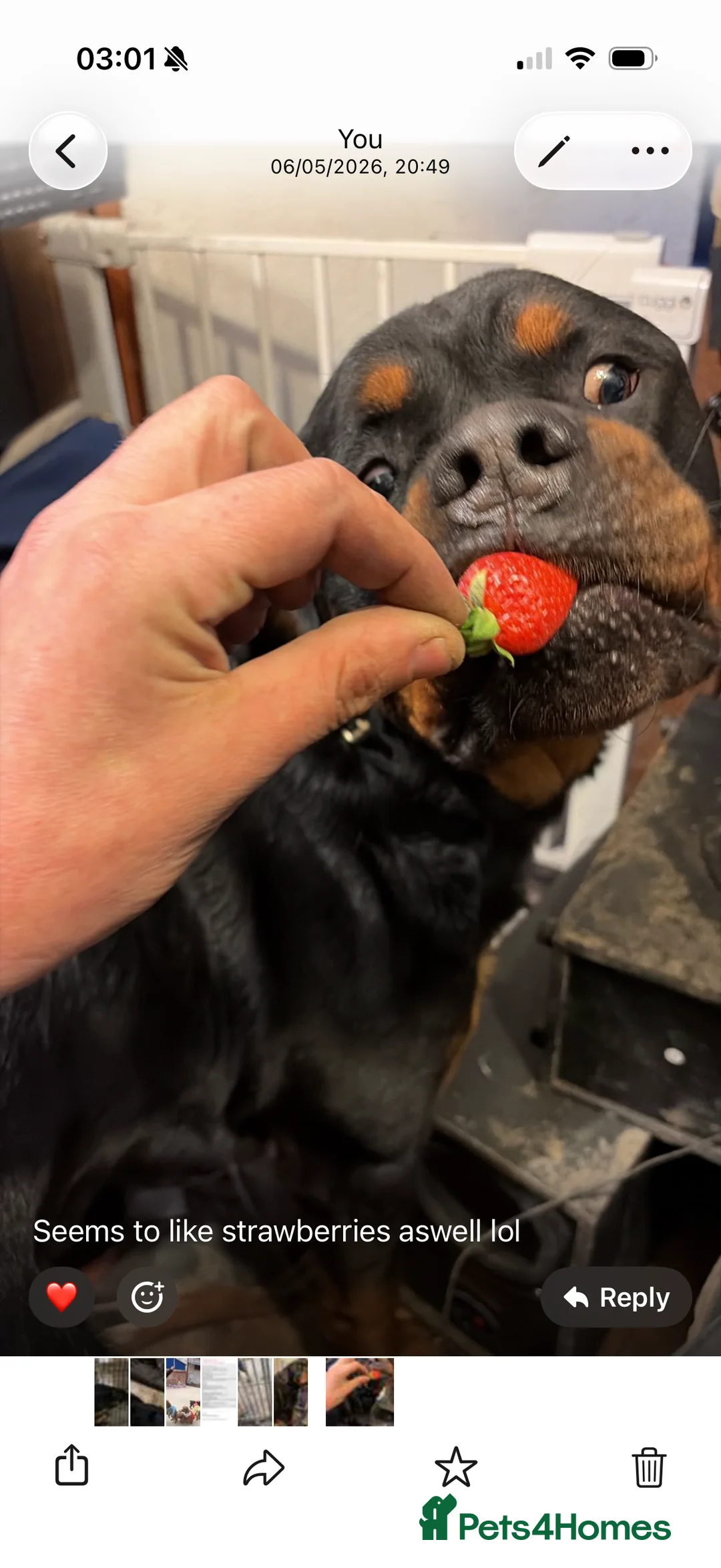 Rottweiler dogs for sale: Stunning Kc rottweiller boy  - Advert 4