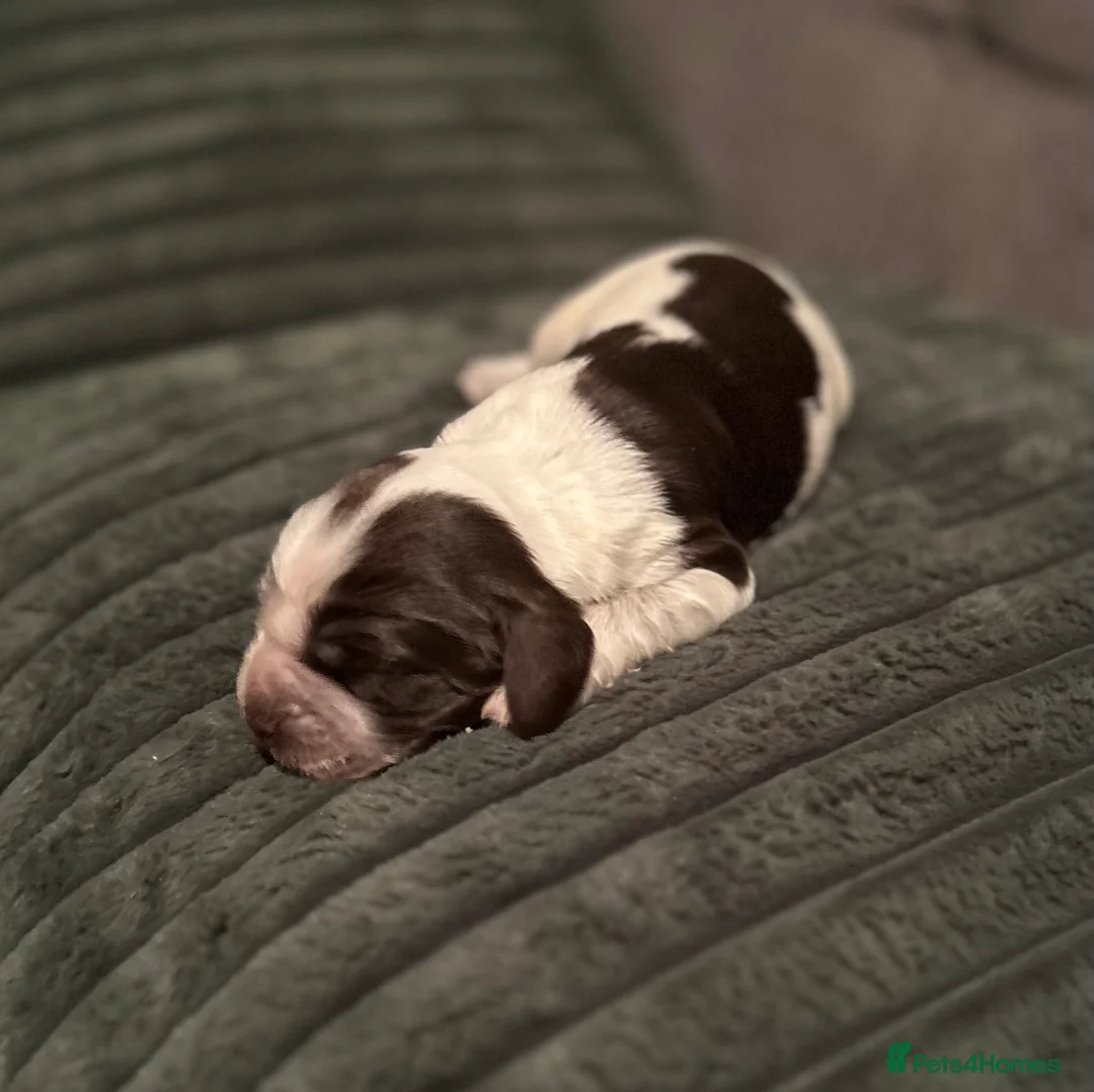 Cocker Spaniel dogs for sale: Cocker Spaniel Puppies * One Girl Remaining * - Advert 7