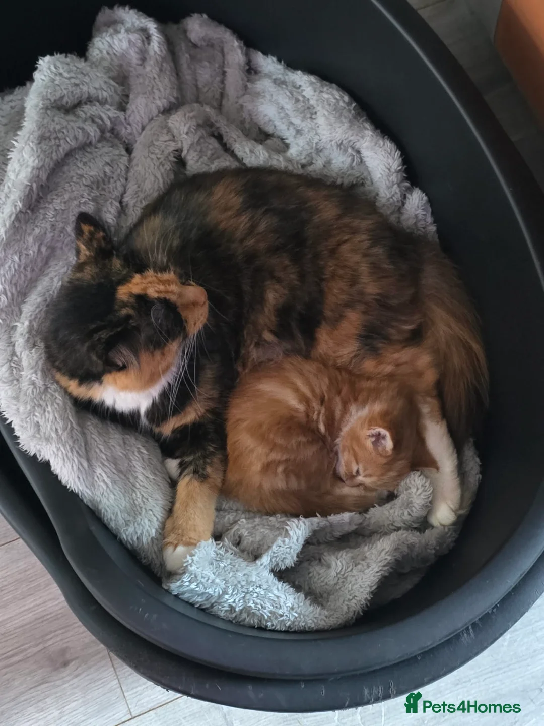 Mixed Breed cats for sale: GINGER AND WHITE FUZZ BALL - Advert 8