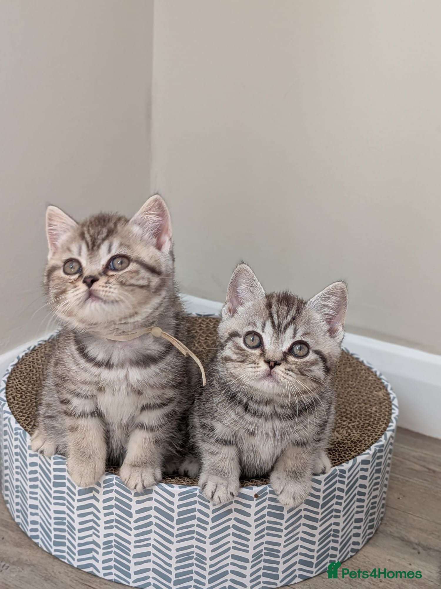 British Shorthair cats British Shorthair kittens - Advert 1
