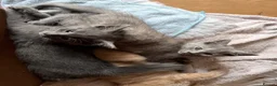 Mixed Breed cats for sale: Grey RagdollX kittens ready for homes x  - Advert 9