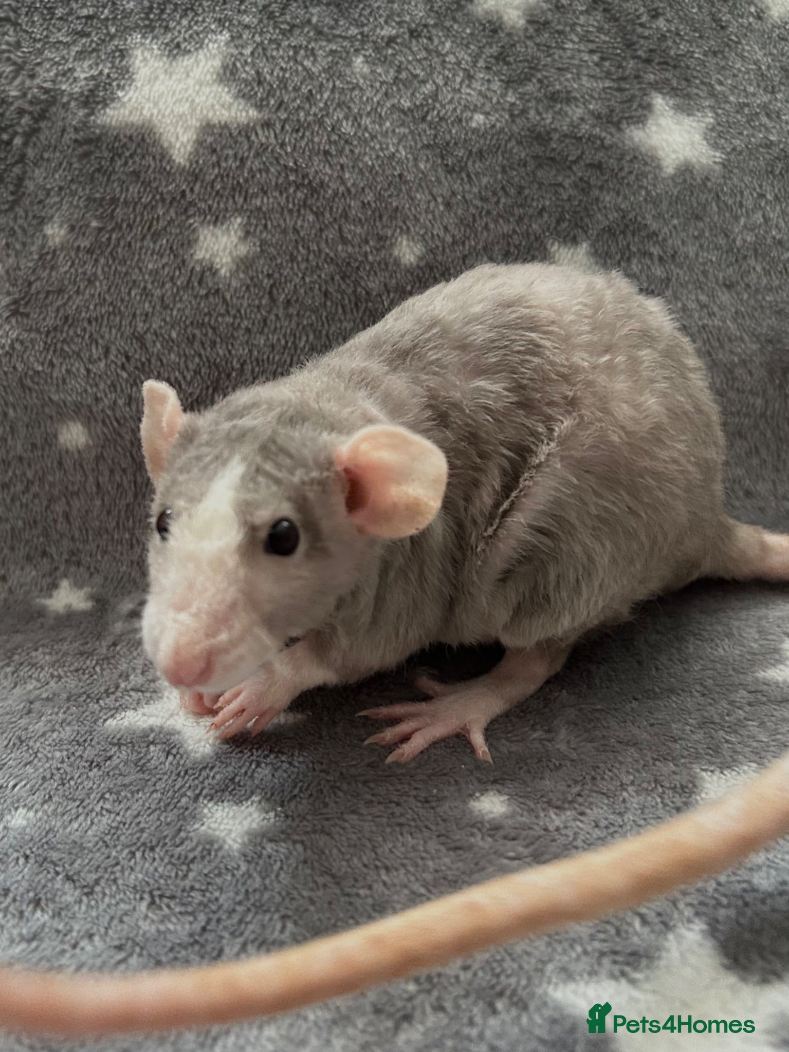 Rat rodents Double Rex Rats Male and Female  - Advert 2