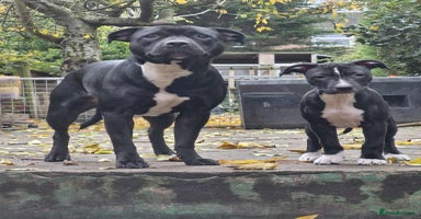 Mixed Breed dogs - Advert 5