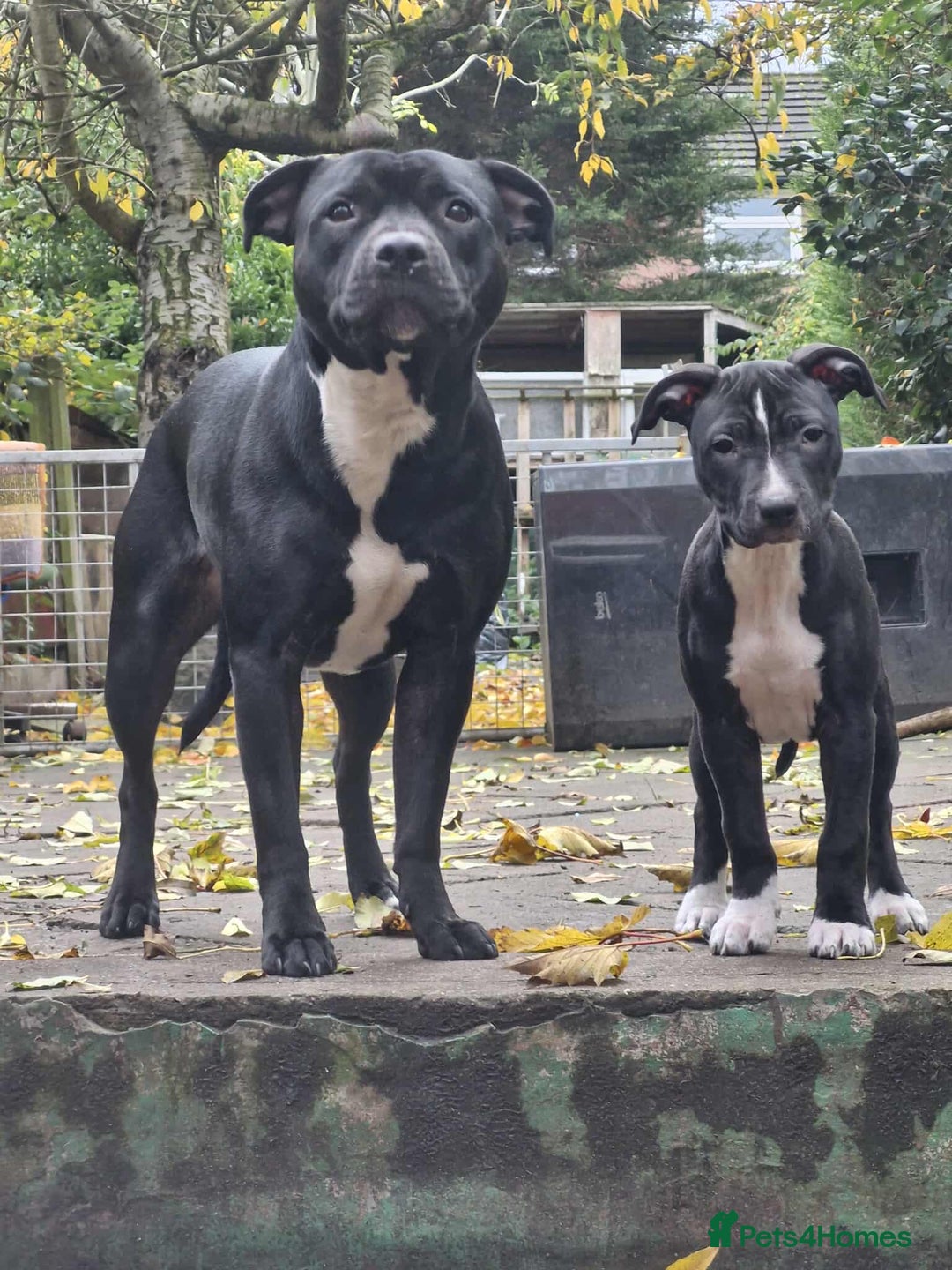 Mixed Breed dogs for sale: “Meet the Ones Who’ll Make Every Day Brighter.” - Image 2