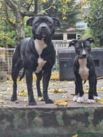 Mixed Breed dogs - Advert 3