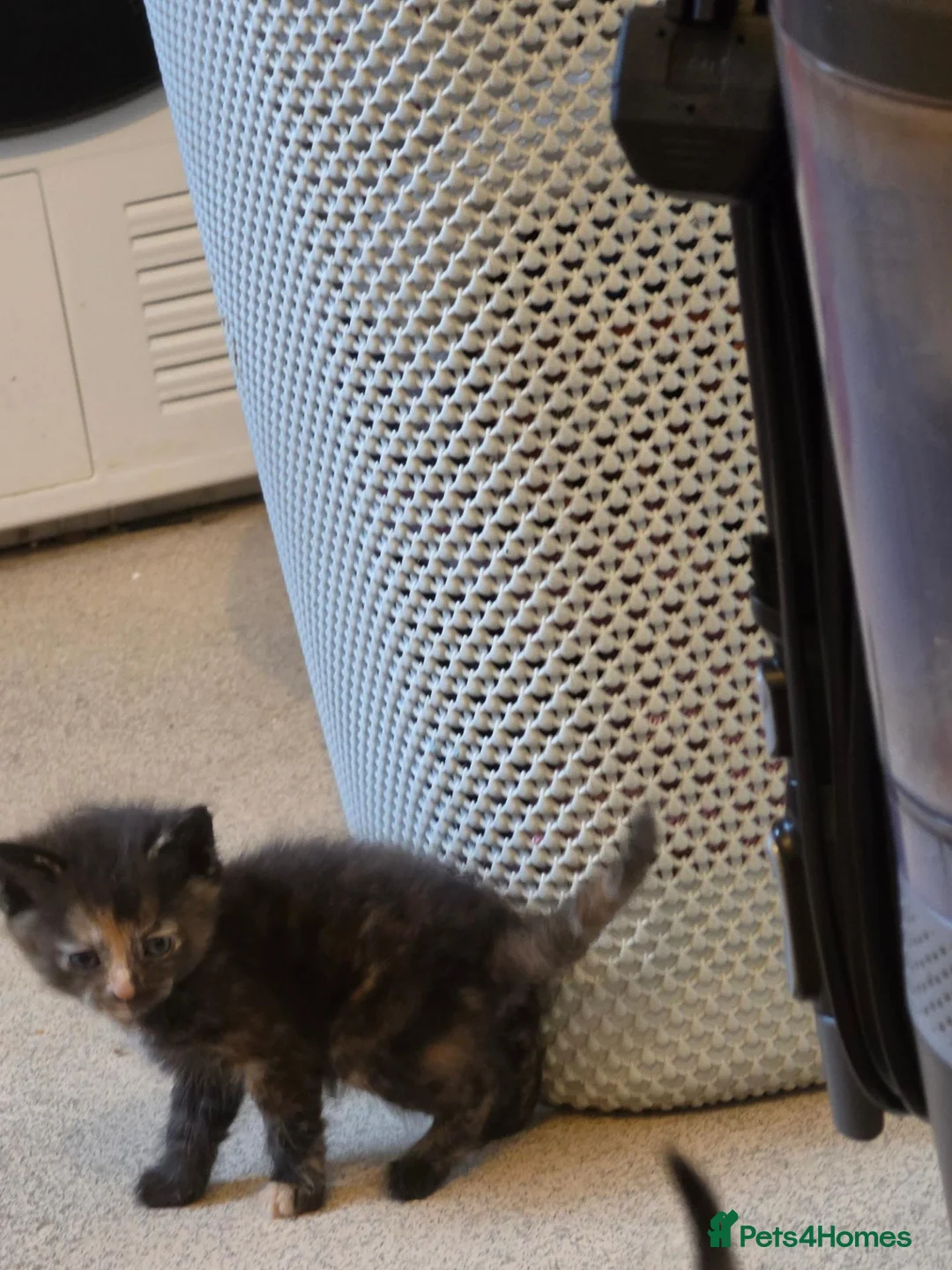 Mixed Breed cats for sale: Kittens for sale - Advert 4