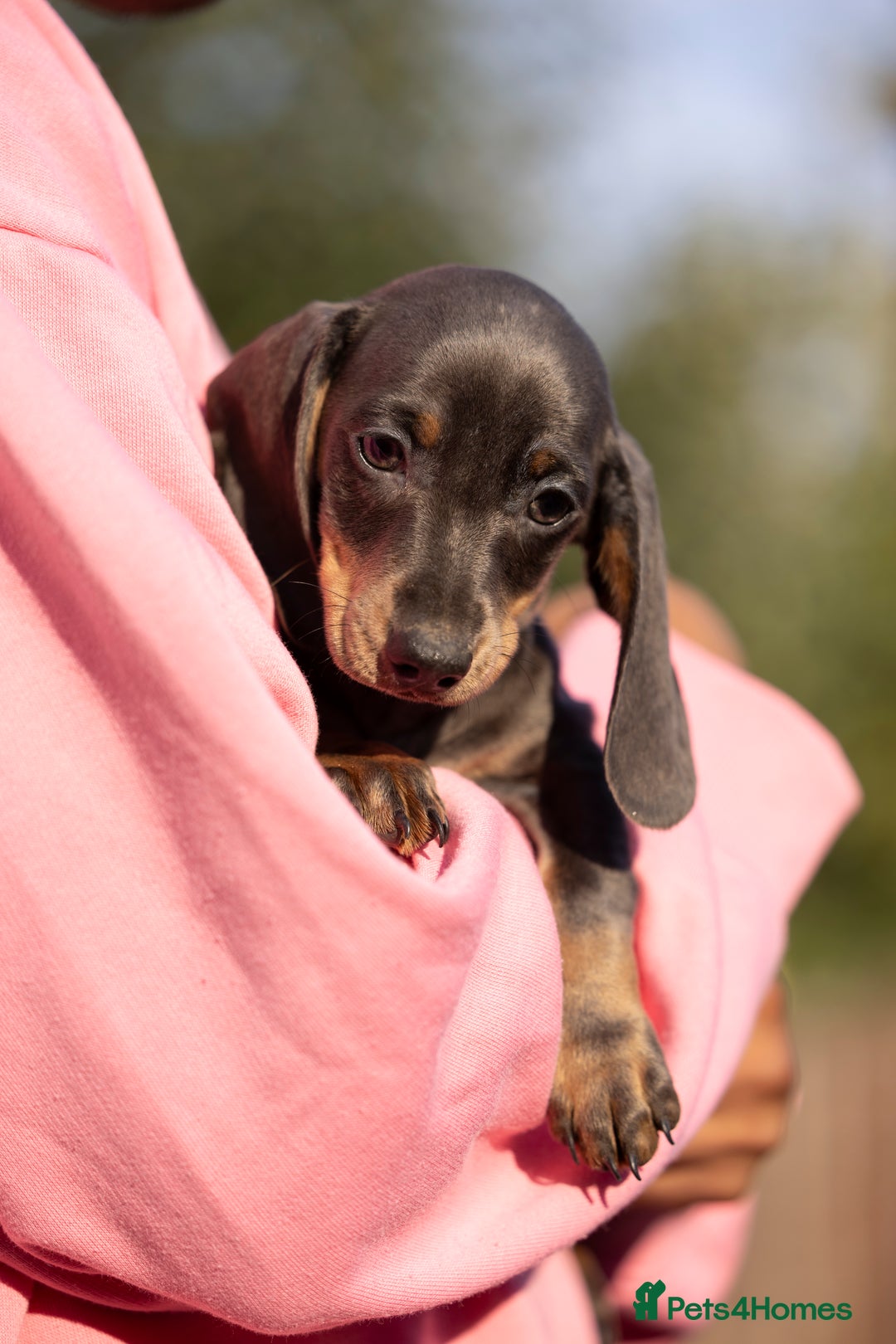 Miniature Dachshund dogs for sale: Blue and tan miniature dachshund  - Advert 6