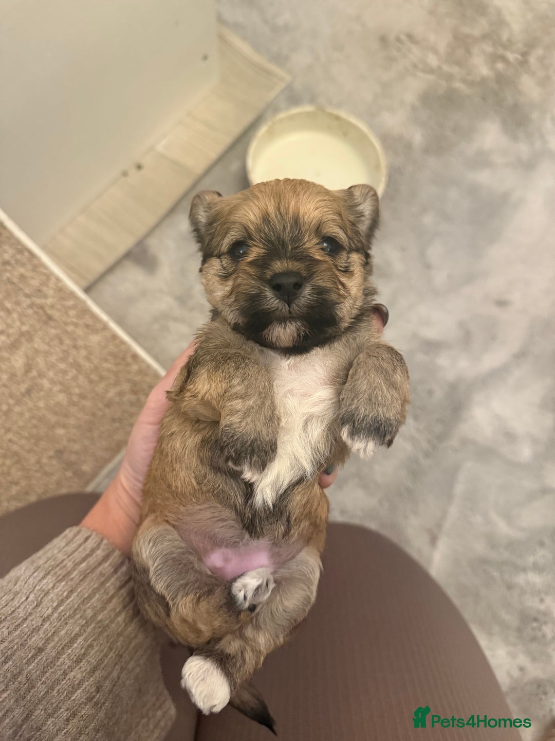 Mixed Breed dogs for sale: Absolutely gorgeous lhatese puppies - Advert 22