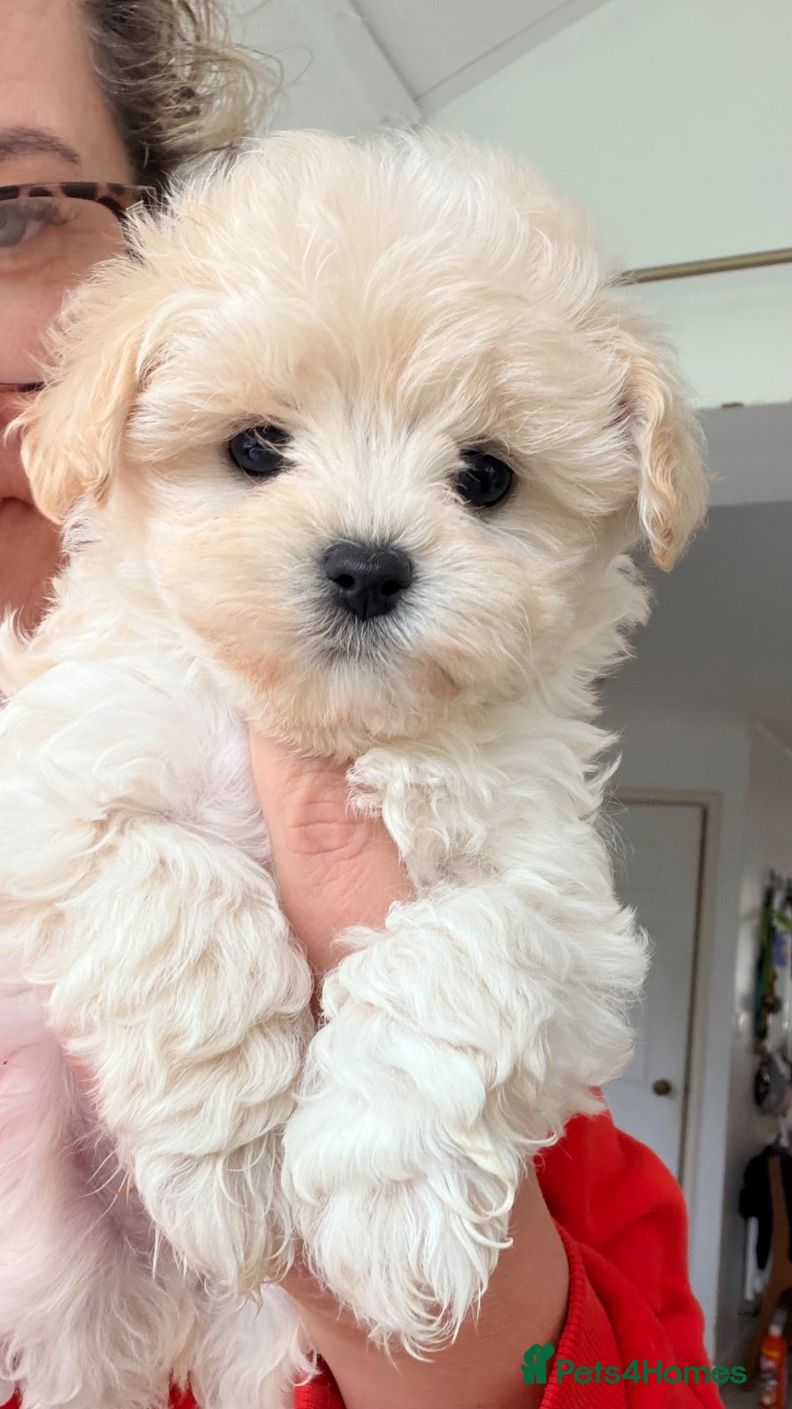 Maltipoo dogs Asian Toy Maltipoos  - Advert 1