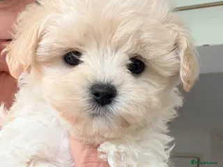 Maltipoo dogs Asian Toy Maltipoos - Advert 1