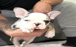 French Bulldog dogs for sale: French Bulldog Puppies for Sale Top Quality,  - Image 14