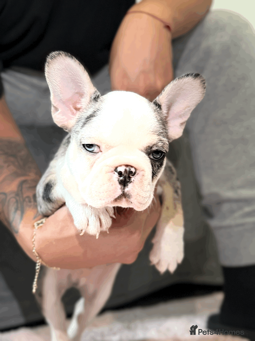 French Bulldog dogs for sale: French Bulldog Puppies for Sale Top Quality,  - Image 14
